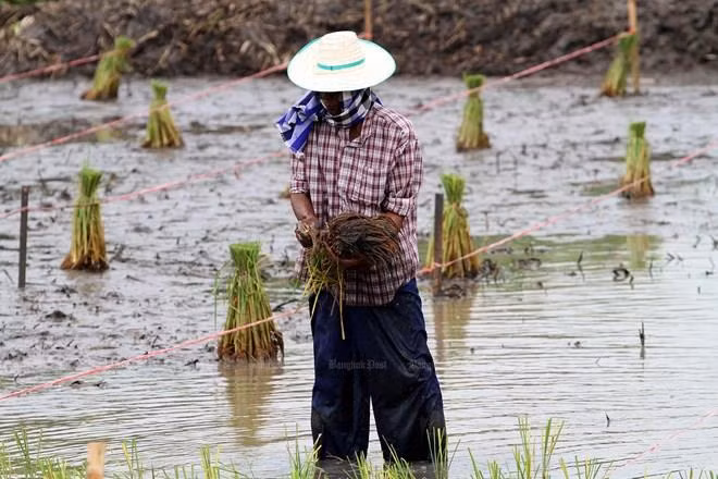 Aplicará Tailandia paquetes de estímulo económico para agricultores ảnh 1