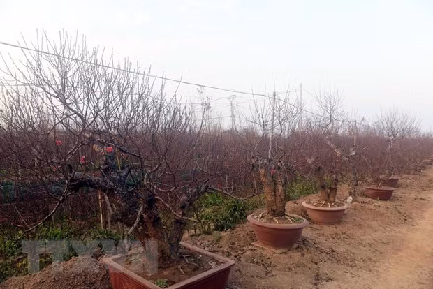 Melocotonero de Nhat Tan, una planta ornamental indispensable del Tet en Vietnam ảnh 1