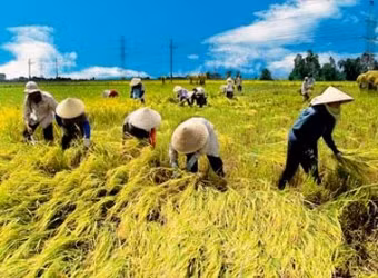 Vietnam abre concurso para buscar nuevos modelos de cooperativas ảnh 1 Vietnam abre concurso para buscar nuevos modelos de cooperativas ảnh 1