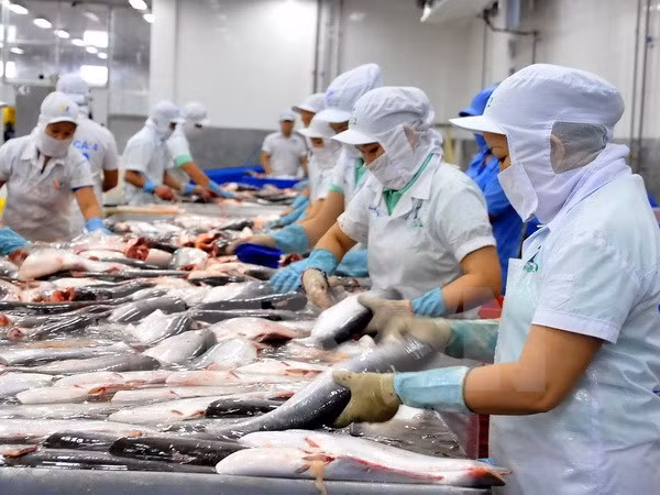 Valor de exportaciones de pescado Tra prevé caer cinco por ciento en 2016 ảnh 1