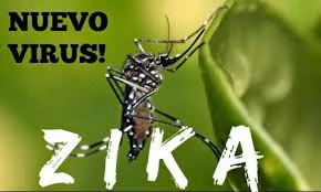 Vietnam no reporta ningún caso infectado por virus Zika ảnh 1 Vietnam no reporta ningún caso infectado por virus Zika ảnh 1