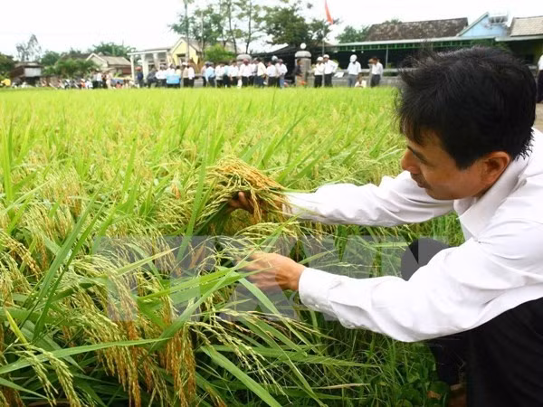 Se reducirán cien mil hectáreas del cultivo de arroz en 2016 ảnh 1 Se reducirán cien mil hectáreas del cultivo de arroz en 2016 ảnh 1