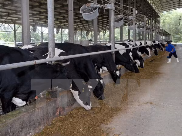 Vietnam aprueba plan de cría de vacas y procesamiento lechero en Rusia ảnh 1