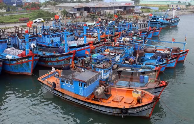 Repudian pescadores vietnamitas ataques de barcos chinos ảnh 1