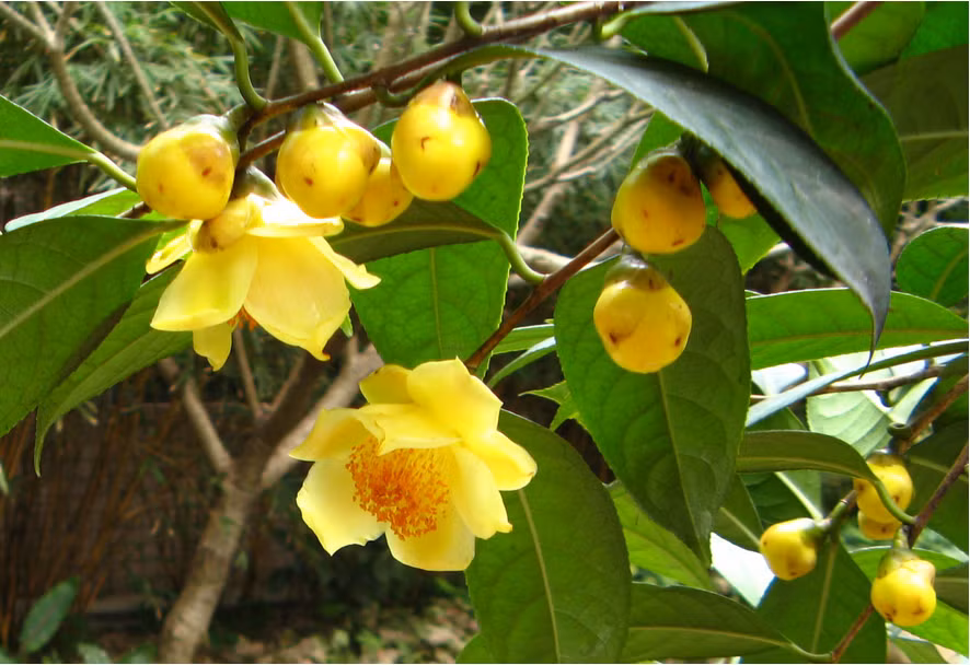 Quang Ninh abre festival de valiosa flor de camelia ảnh 1 Quang Ninh abre festival de valiosa flor de camelia ảnh 1