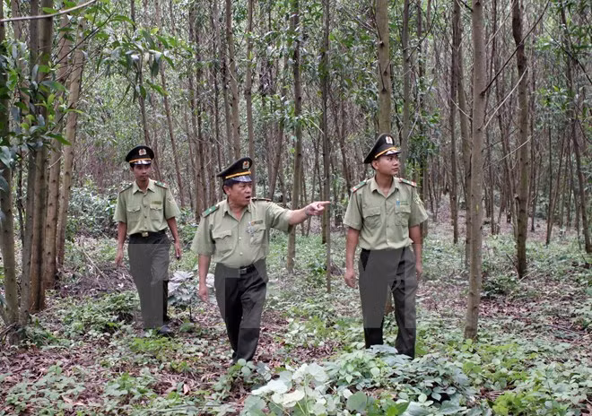 Dedica Vietnam un millón de dólares a gestión forestal sostenible ảnh 1