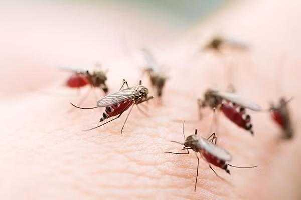 Aumentan en Filipinas casos de dengue ảnh 1