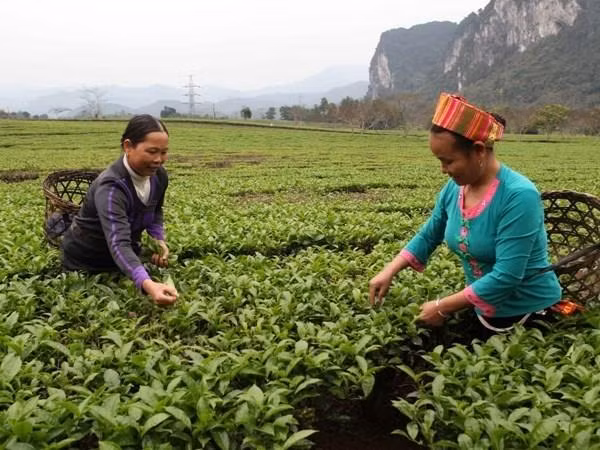 Necesitará agricultura de Vietnam seis millones de trabajadores capacitados en los próximos 10 años ảnh 1