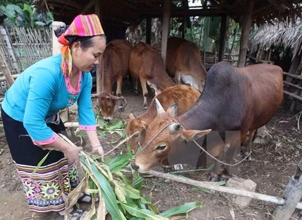 Lanzan en Vietnam campaña de asistencia a pobres ảnh 1