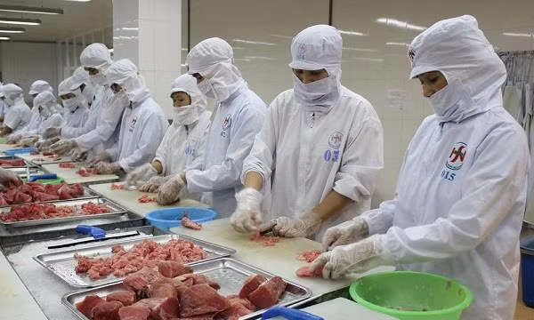 Incrementa Vietnam exportaciones de atún a Estados Unidos ảnh 1 Incrementa Vietnam exportaciones de atún a Estados Unidos ảnh 1