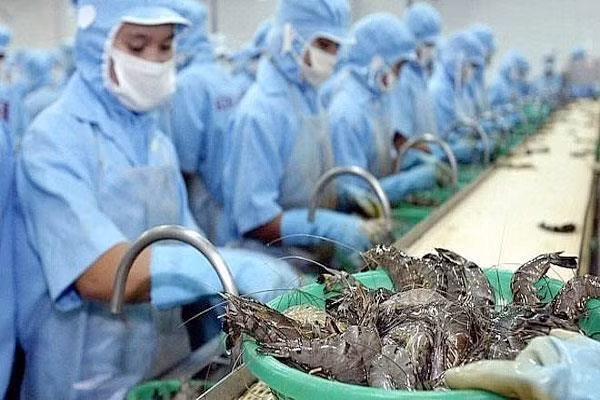 Exportadores de camarones vietnamitas gozan de impuesto cero a Estados Unidos ảnh 1 Exportadores de camarones vietnamitas gozan de impuesto cero a Estados Unidos ảnh 1