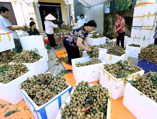 Impulsa Vietnam exportaciones de longan a Australia ảnh 1