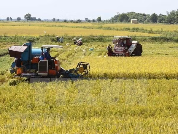 Espera Vietnam superar este año en 150 mil toneladas la cosecha arrocera de 2018 ảnh 1