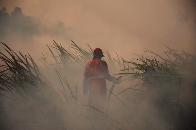 Exige presidente indonesio mayores esfuerzos para acabar con incendios forestales en el país ảnh 1