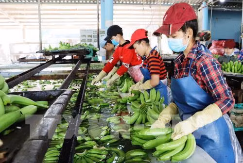 Apunta Vietnam a obtener 4,2 mil millones de dólares por exportaciones hortofrutícolas en 2019 ảnh 1
