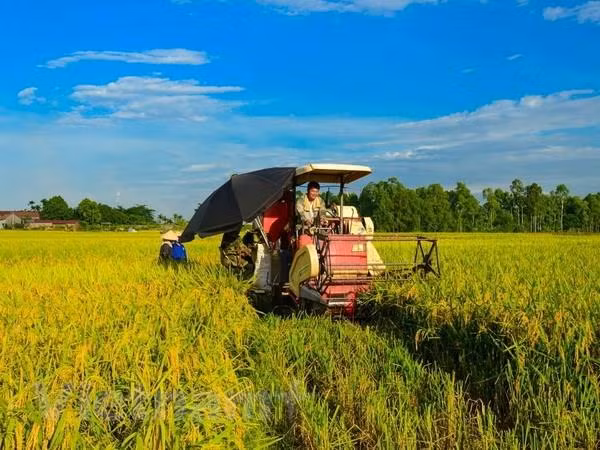 Comparten en Vietnam experiencias sobre enfermedad bacteriana de hojas del arroz ảnh 1