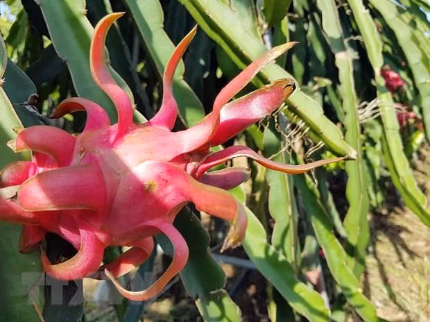 Incrementan Vietnam el intercambio de productos agrícolas con Australia ảnh 1