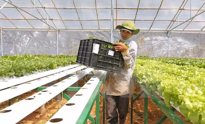 Compañía japonesa interesada en producción agrícola en Ha Nam ảnh 1