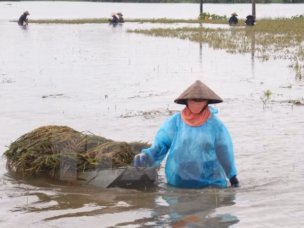 Vietnam se esfuerza en labores de prevención y mitigación de afectaciones de desastres naturales ảnh 1