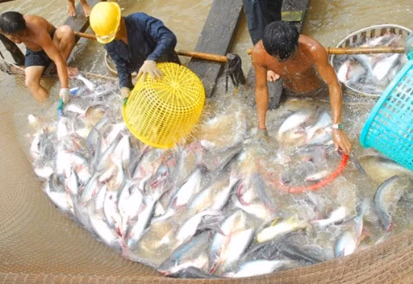 Efectúan en Vietnam concurso gastronómico de pescado Tra ảnh 1