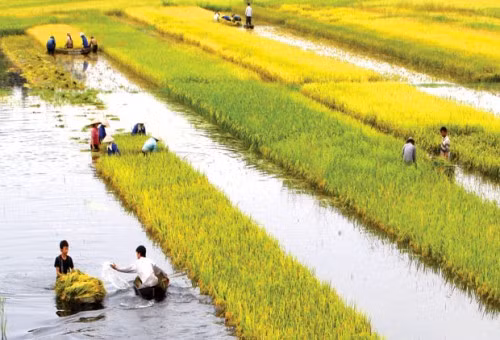 Delta del Mekong promueve productos locales ảnh 1