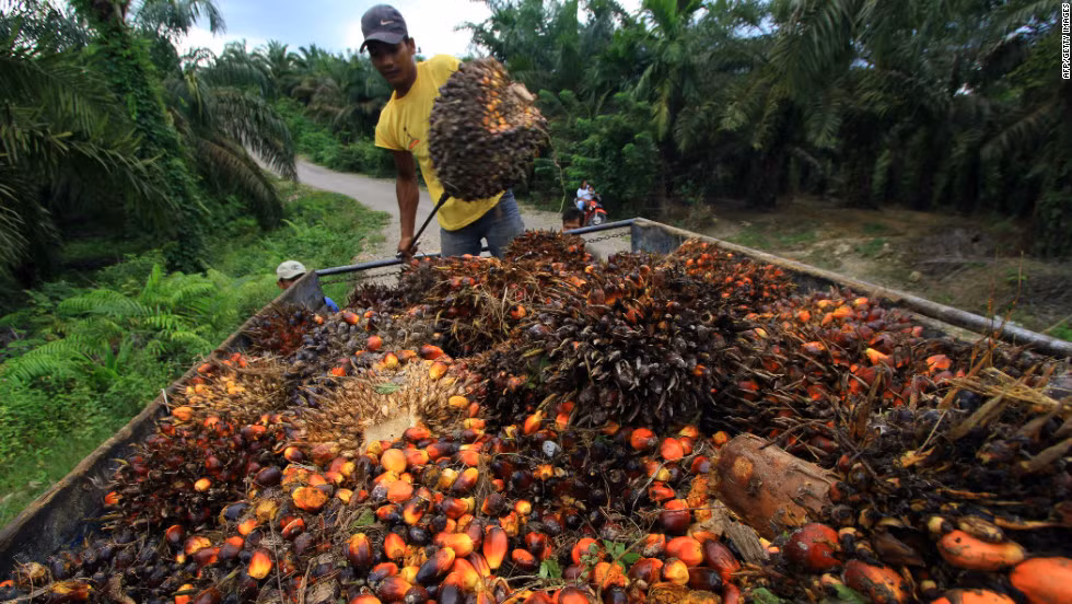 Indonesia puede suministrar ocho millones de toneladas de aceite de palma a Europa ảnh 1 Indonesia puede suministrar ocho millones de toneladas de aceite de palma a Europa ảnh 1