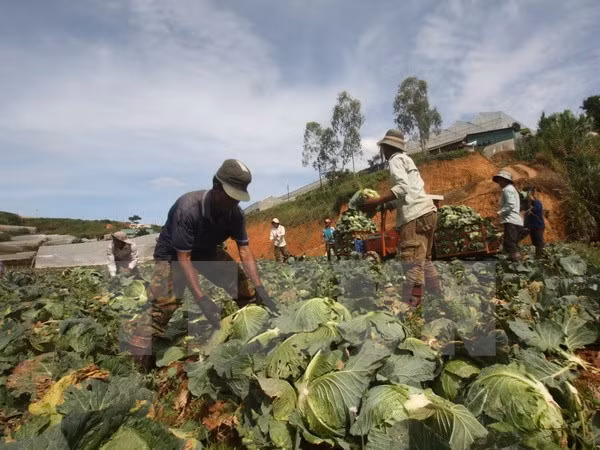 Vietnam reconoce a campesinos destacados en proceso nacional de renovación ảnh 1 Vietnam reconoce a campesinos destacados en proceso nacional de renovación ảnh 1