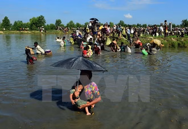 Myanmar otorga más de siete mil tarjetas de identidad en Rakhine ảnh 1