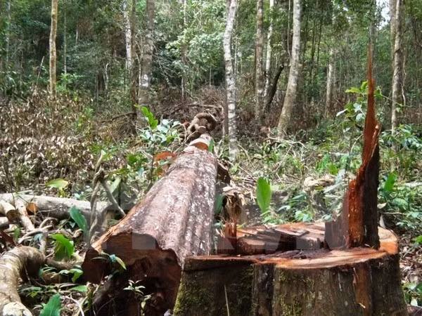 Vietnam impulsa protección forestal con cambio de objetivos de uso ảnh 1