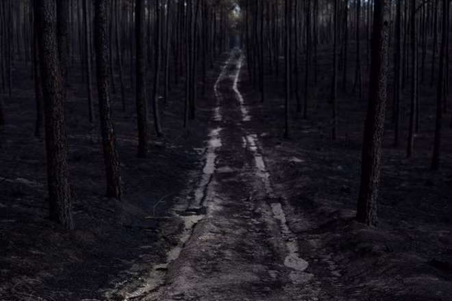 Vietnam expresa pésame a Portugal por incendios forestales ảnh 1