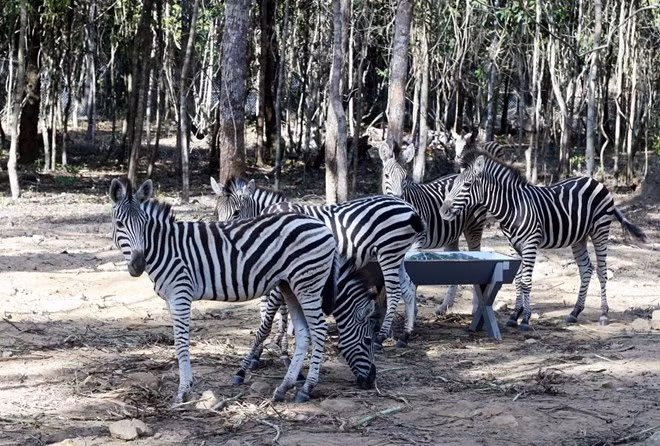 Provincia sudvietnamita de Dong Nai lanzará safari de vida silvestre ảnh 1