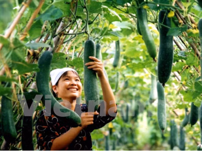 Exportación hortofrutícola de Vietnam alcanza valor multimillonario ảnh 1