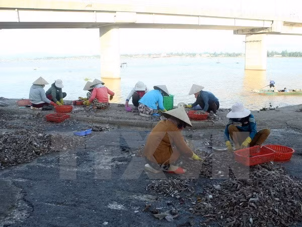 Vietnamitas afectados por incidente ambiental de Formosa recibirán más compensaciones ảnh 1 Vietnamitas afectados por incidente ambiental de Formosa recibirán más compensaciones ảnh 1