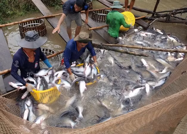 VASEP rechaza informaciones erróneas de prensa extranjera sobre pescado Tra ảnh 1