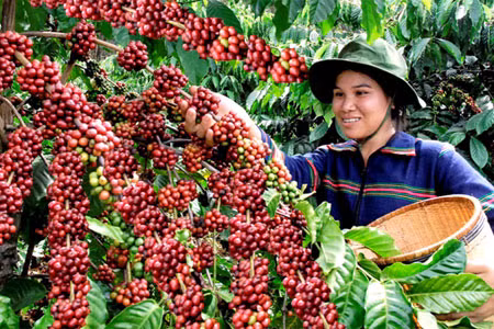 Vietnam exportó 1,79 millones de toneladas de café en 2016 ảnh 1