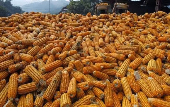 Indonesia planea suspender importación de maíz en 2017 ảnh 1