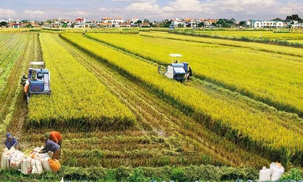 Agricultura vietnamita garantiza la seguridad alimentaria y exportación ảnh 1