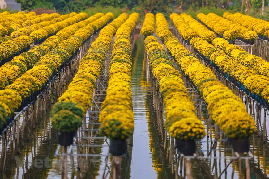 Provincia vietnamita de Dong Thap por desarrollar turismo ecológico ảnh 2