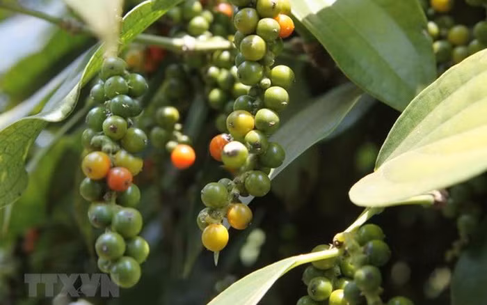 Exportaciones de pimienta vietnamita registran recuperación paulatina ảnh 1 Exportaciones de pimienta vietnamita registran recuperación paulatina ảnh 1