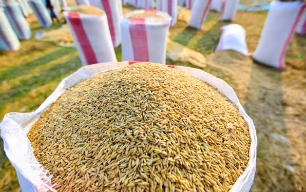 Emite Vietnam nueva política sobre importación de arroz y hojas de tabacos ảnh 1
