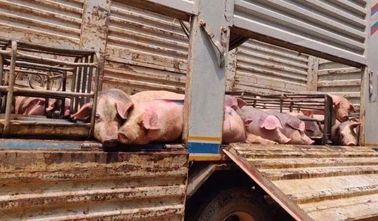 Camboya: Sospechan que 130 cerdos murieron por peste porcina africana ảnh 1