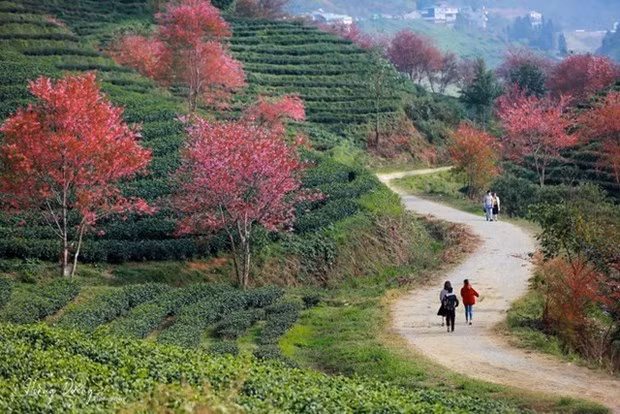 Florecen melocotones silvestres en zona montañosa vietnamita ảnh 1 Florecen melocotones silvestres en zona montañosa vietnamita ảnh 1