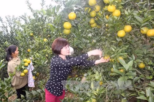 Apunta distrito vietnamita de Luc Ngan a aumentar las exportaciones de cítricos ảnh 1