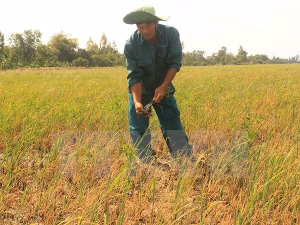 Vietnam, en lucha por mitigar afectaciones por salinización ảnh 1