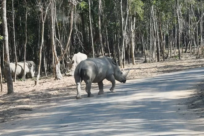 Desmienten información inexacta sobre parque zoológico de Vietnam ảnh 1