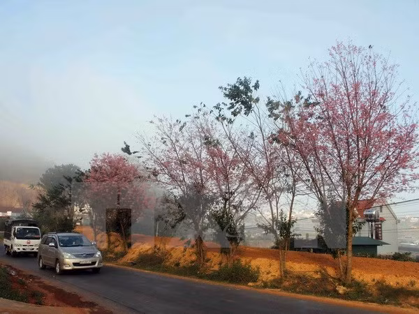 Hanoi planta más cerezos obsequiados por Japón ảnh 1