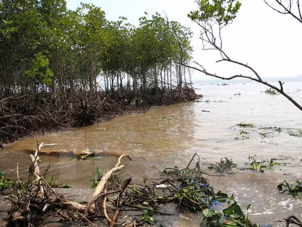 Inversión millonaria para enfrentar erosión del mar en Binh Thuan ảnh 1 Inversión millonaria para enfrentar erosión del mar en Binh Thuan ảnh 1