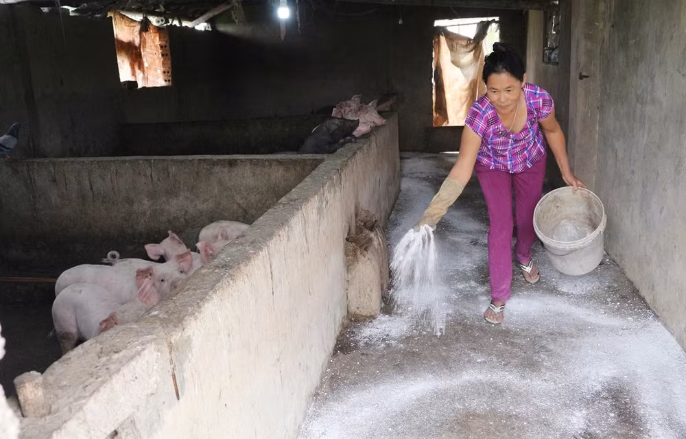 Recomienda FAO a Vietnam mantener alta la vigilancia contra la Peste Porcina Africana ảnh 1 Recomienda FAO a Vietnam mantener alta la vigilancia contra la Peste Porcina Africana ảnh 1