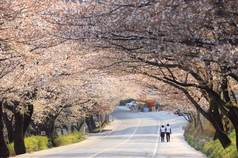 Promueve Corea del Sur programa de turismo de primavera en Vietnam ảnh 1