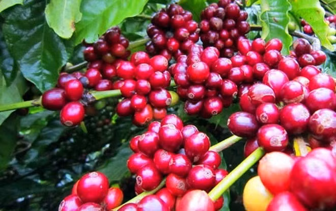 Presenta Vietnam productos en feria de café, culinaria y restaurantes en Singapur ảnh 1